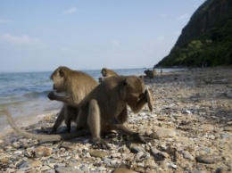 Ученые открыли древних «конкурентов» человека среди обезьян (фото, видео)