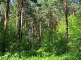В "ДНР" ограничили доступ жителей в леса