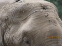 Слон выжил с браконьерской пулей в черепе (фото)