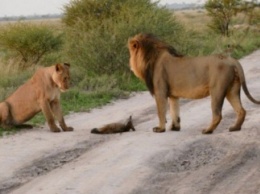 Два льва приблизились к раненому лисенку... Затем произошло нечто невероятное!