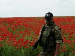 СБУ обнаружила поле мака в Харьковской области