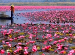 В Южной Корее начался период цветения лотосов