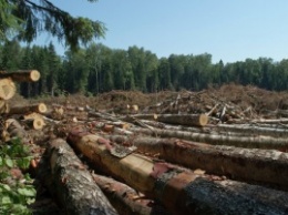 Директор лесхоза продал право на аренду 75 гектаров леса за $100 тыс