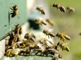 В британском городе Уоррингтон пчелы предотвратили кражу ульев с пасеки