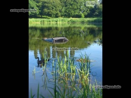 ДТП в Сумах: автомобиль такси влетел в озеро. ФОТО