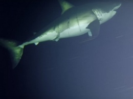 Сон большой белой акулы: удивительное открытие (ФОТО, ВИДЕО)