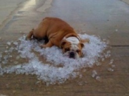 Лучшие способы охладить свою собаку в летнюю жару