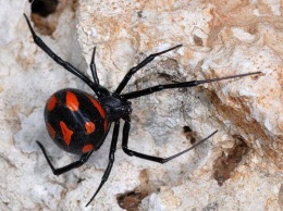 Ядовитый паук укусил отдыхающего в Геническе
