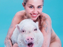 Обнаженная Майли Сайрус появилась на обложке модного глянца со свиньей