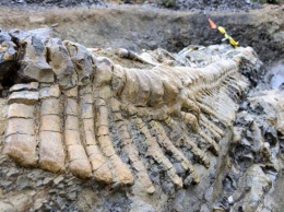 В костях динозавров найдены клетки возрастом 75 млн лет