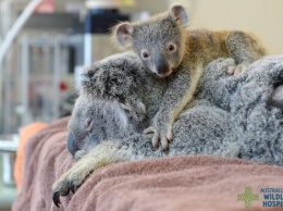 Сеть "взорвала" трогательная коала, обнимающая маму после операции (ФОТО)