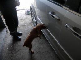 Служебную собаку пограничников убили на Закарпатье