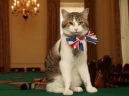 Главный мышелов резиденции британского премьера кот Ларри не пойдет в отставку вместе с Кэмероном