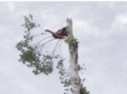Орангутан цепляется за единственное дерево после того, как люди уничтожили его дом