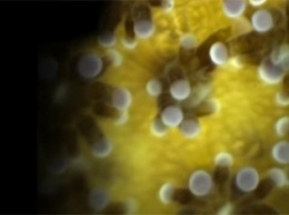 Ученые сняли на видео поцелуи кораллов