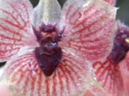 Ученые нашли орхидею-дьявола в лесах Колумбии