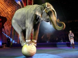 В Германии слон сбежал из цирка и убил мужчину