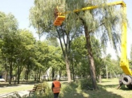 УГХ Покровска (Красноармейска) продолжает пилить деревья