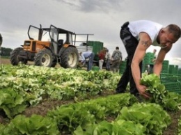 Молдавские фермеры получат $45 млн дотаций в этом году