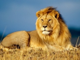 На охотников в Африке напал лев во время позирования на фоне убитого сородича