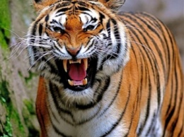 В китайском сафари-парке женщина погибла вследствие атаки тигра