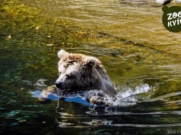 В киевском зоопарке показали, как медведица спасается от жары