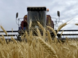 Николаевщина уже намолотила 2,2 миллиона тонн зерна