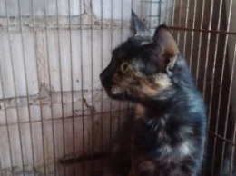 В Запорожье молодая кошка ищет дом, - ФОТО