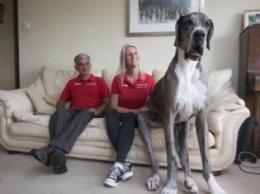 Звание самой крупной собаки в мире может получить пес из Уэльса