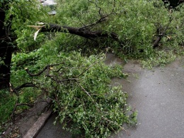 Упавшее дерево на севере Москвы остановило движение трех трамвайных маршрутов
