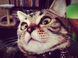 Матильда - инопланетная кошка с невероятно гигантскими глазами, покорила Интернет (ФОТО)