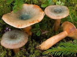 Двое кременчужан отравились грибами