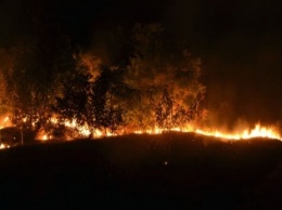 Под Одессой вблизи жилых домов горела лесопосадка: пожарным три часа не могли дозвониться