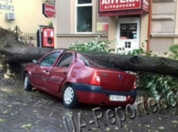 Ураган на Закарпатье повалил деревья и разбил машины