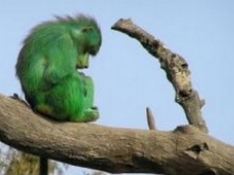 Зеленые обезьяны приобрели золотистый стафилококк от людей