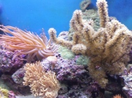 Ученые нашли в кораллах лекарство от туберкулеза