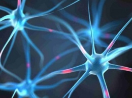 Ученые: в мозге взрослых людей не появляются новые нейтроны