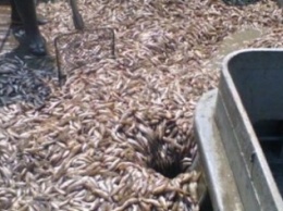В Бердянске задержано браконьерское судно с липовым разрешением на вылов рыбы