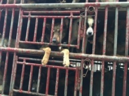 В Китае добрые люди отбили 300 собак, которых везли на рынок мяса