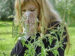 В Киеве зацвела амброзия: аллергикам рекомендуют уехать из города