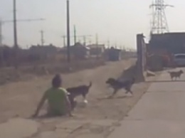 Нападение собак на женщину в Одессе снял видеорегистратор