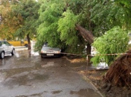 В Одессе небесный потоп повалил деревья (ФОТО)