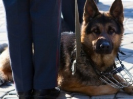 Полицейские приютили пса со сложной судьбой