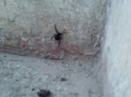 Одесситы обнаружили в подъезде ядовитого паука (фото)