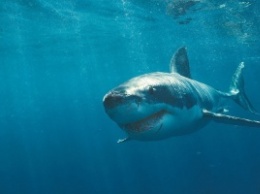 Ученые: Кровь акул поможет победить рак