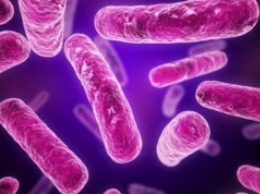 Ученые обнаружили наличие биологических часов у кишечных бактерий