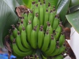 Житель Херсона выращивает бананы