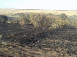 В Донецкой области произошел масштабный пожар в экосистеме (фото)