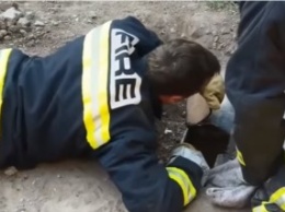 Спасатели в США смогли спасти собаку, застрявшую в узкой подземной трубе