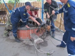 В Киевской области из колодца спасли собаку (ФОТО)